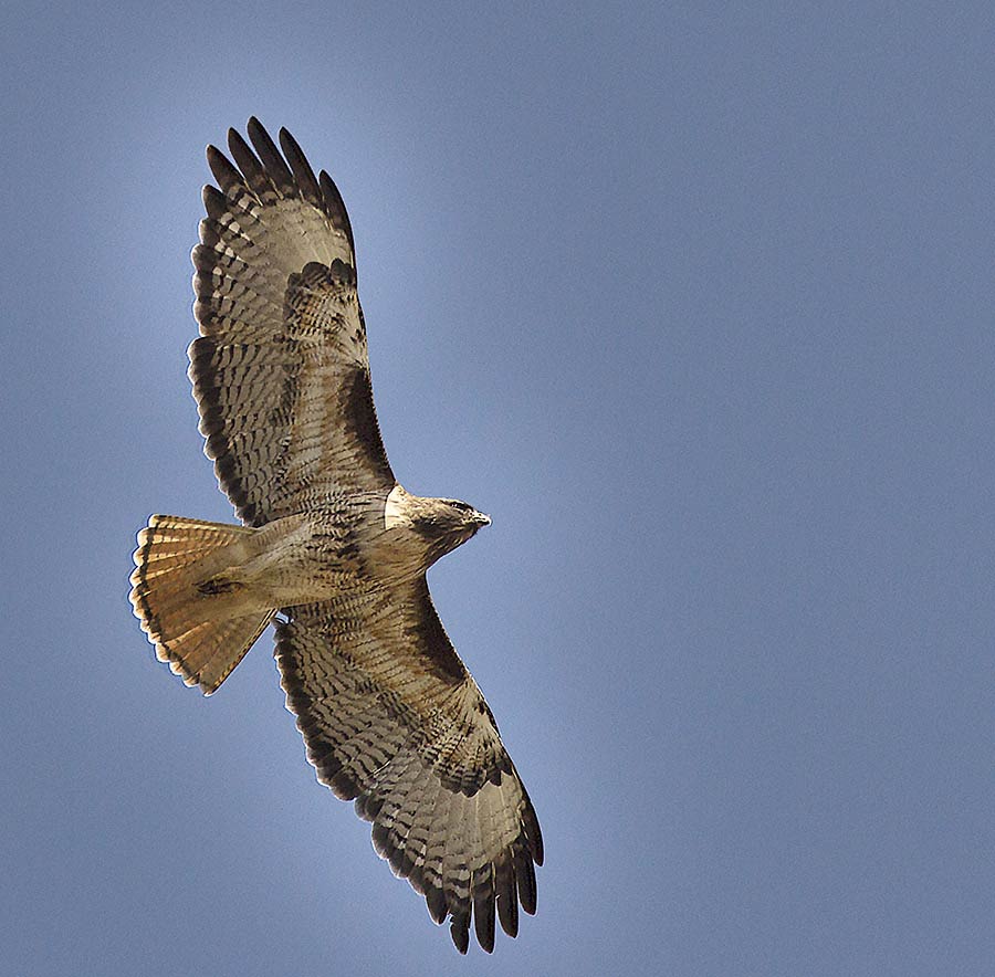 The Red-tailed Hawk has a distinct silhouette when flying.