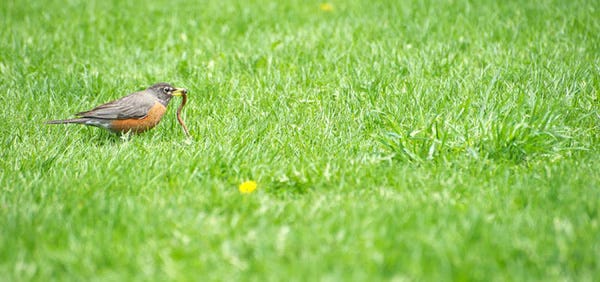 American Robin catching a worm