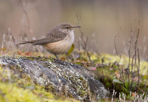 Rock Wren / Shutterstock