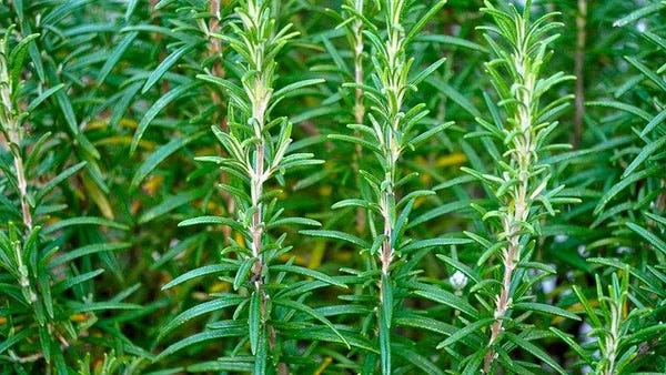 Rosemary plant