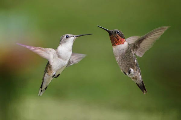 Male and female rub-throated hummingbirds