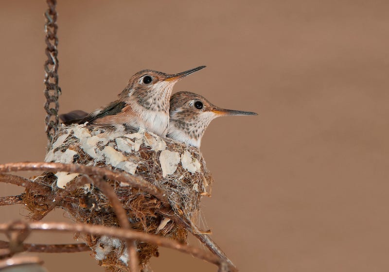 Ruby-Throated Hummingbird nests are very small and are sometimes built on top of household objects.