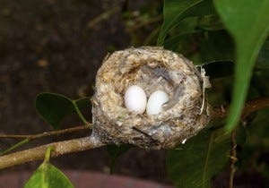 a typical rufous hummingbird brood consists of 2 or 3 eggs.