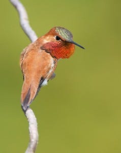 When agitated, male Rufous Hummingbirds will show off their bright orange throats.