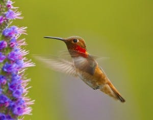 Rufous Hummingbirds typically imbibe nectar from nearby flowers.