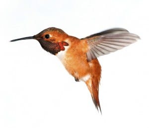 rufous hummingbird appearance