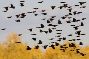 Red winged blackbirds(Agelaius phoeniceus) are among the most numerous birds in America.