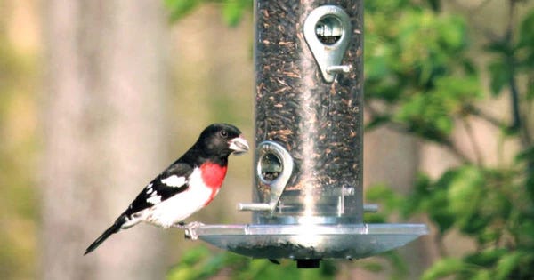 Droll Yankees A-6 Seed Tray Feeder