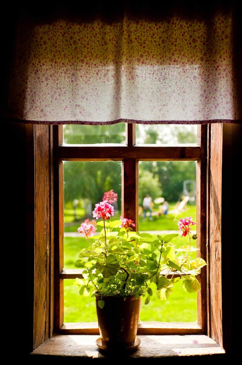 plants in windows