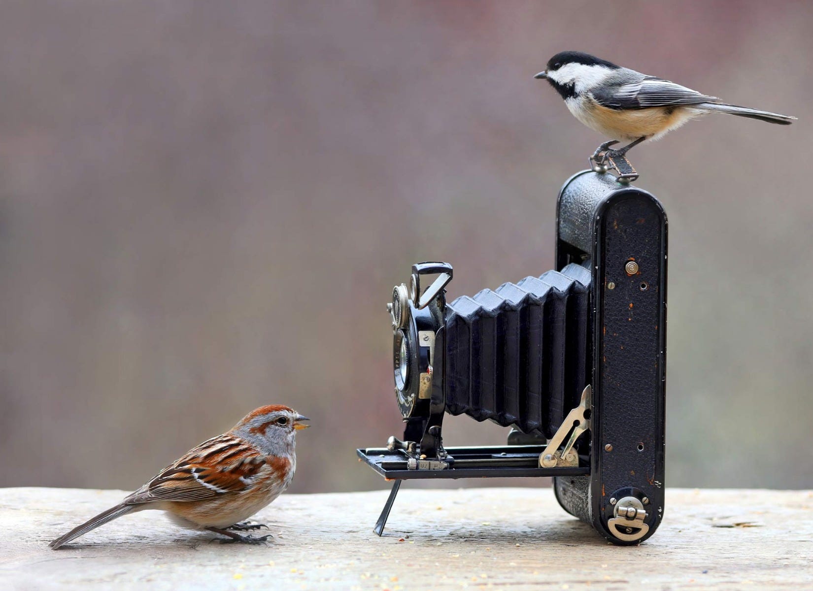 birds on antique camera