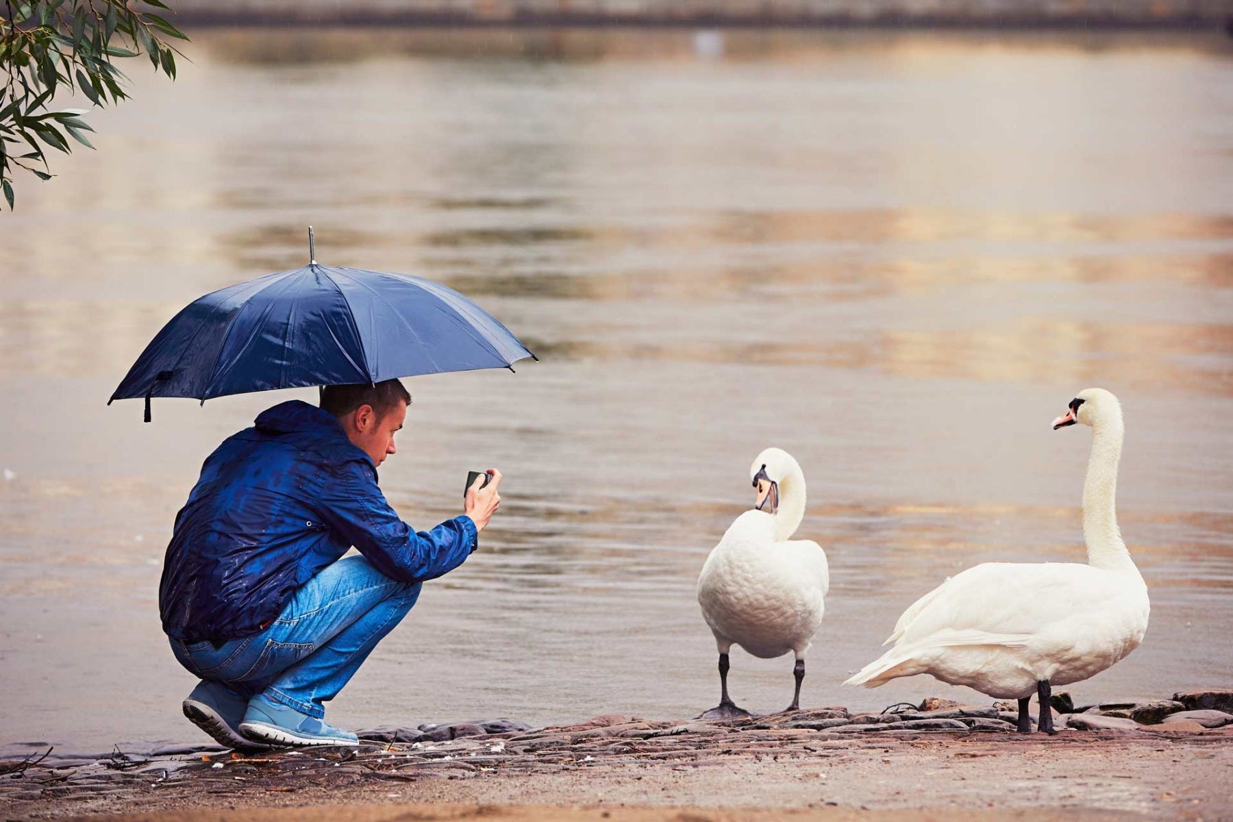 close up smartphone picture of swans