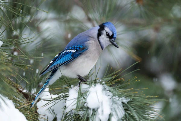 Blue jay on a snow-covered evergreen