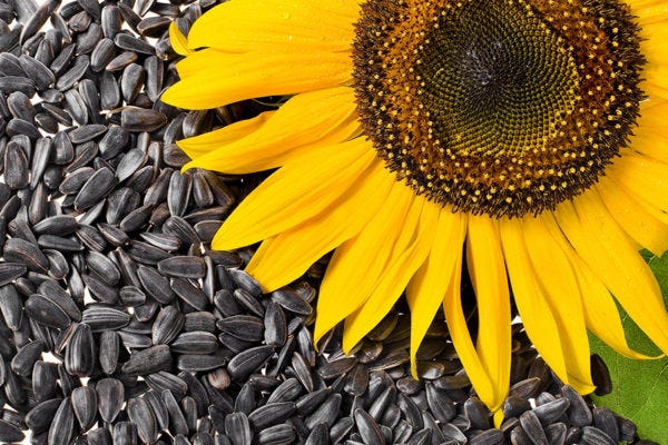 Sunflower and sunflower seed