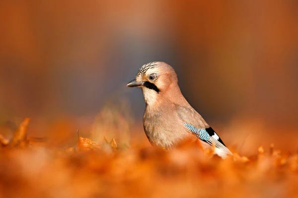 Eurasian Jay 