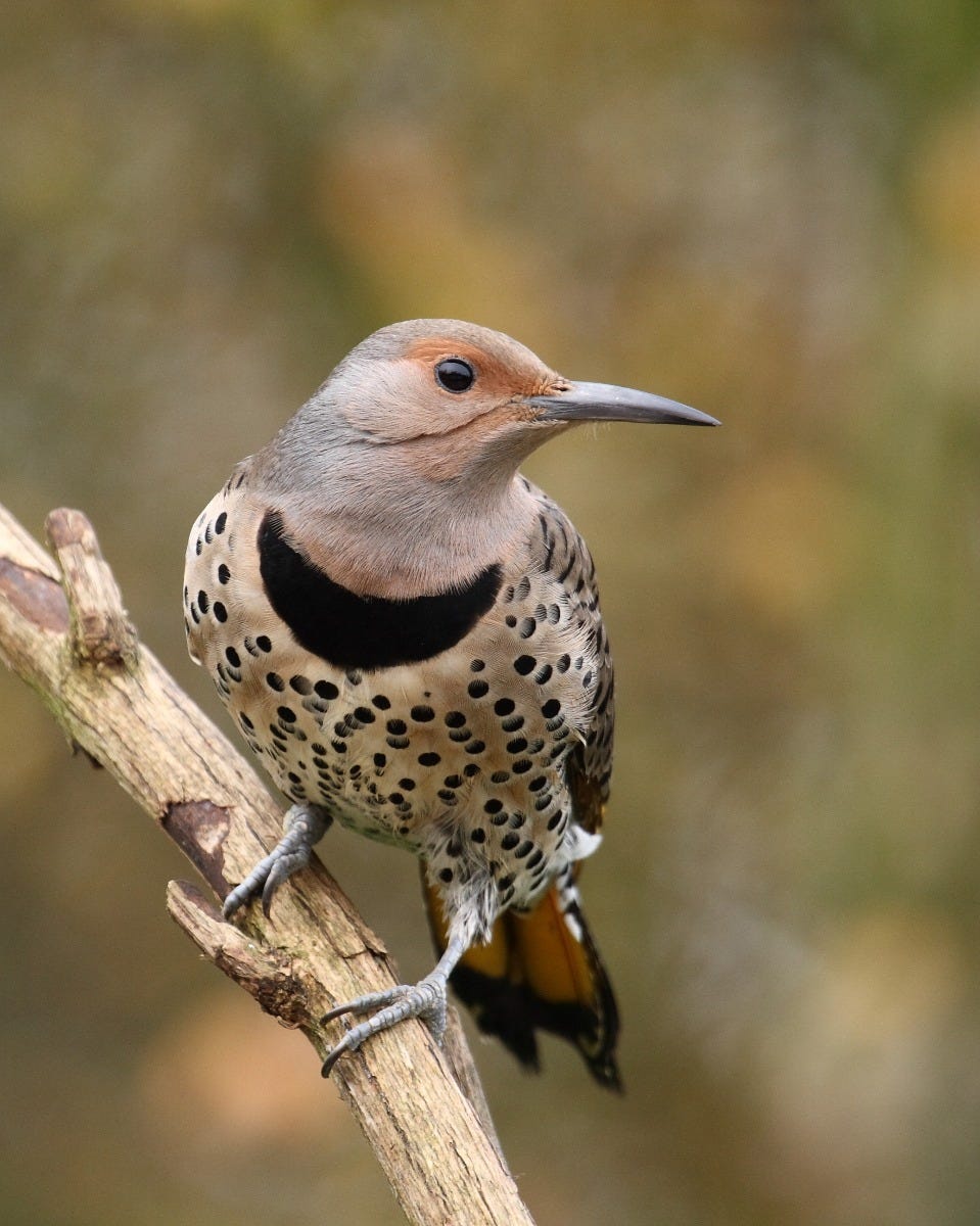 female flicker on branch