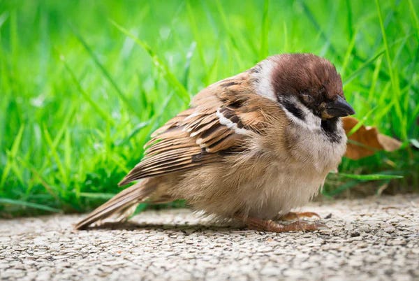 Sick sparrow