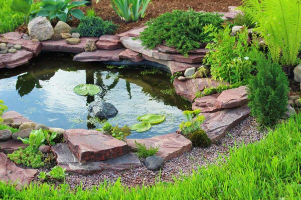 Small backyard pond