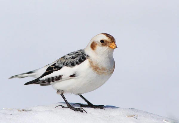 Snow Bunting