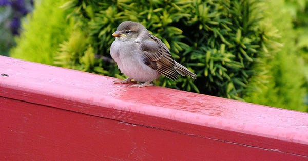 Bird perched on balcony railing