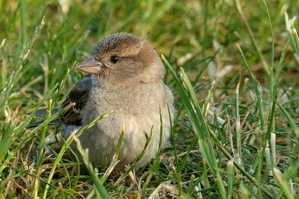 Bird sitting