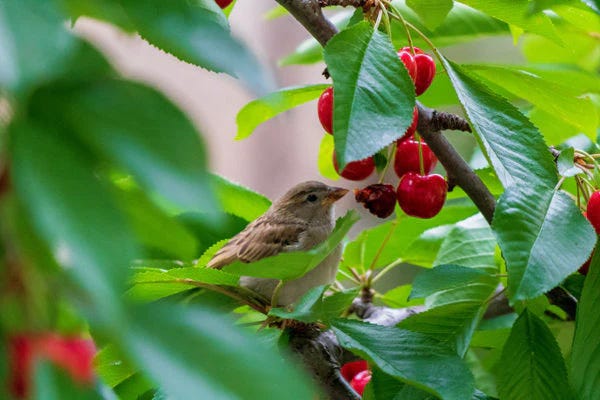 Sparrow eating cherries