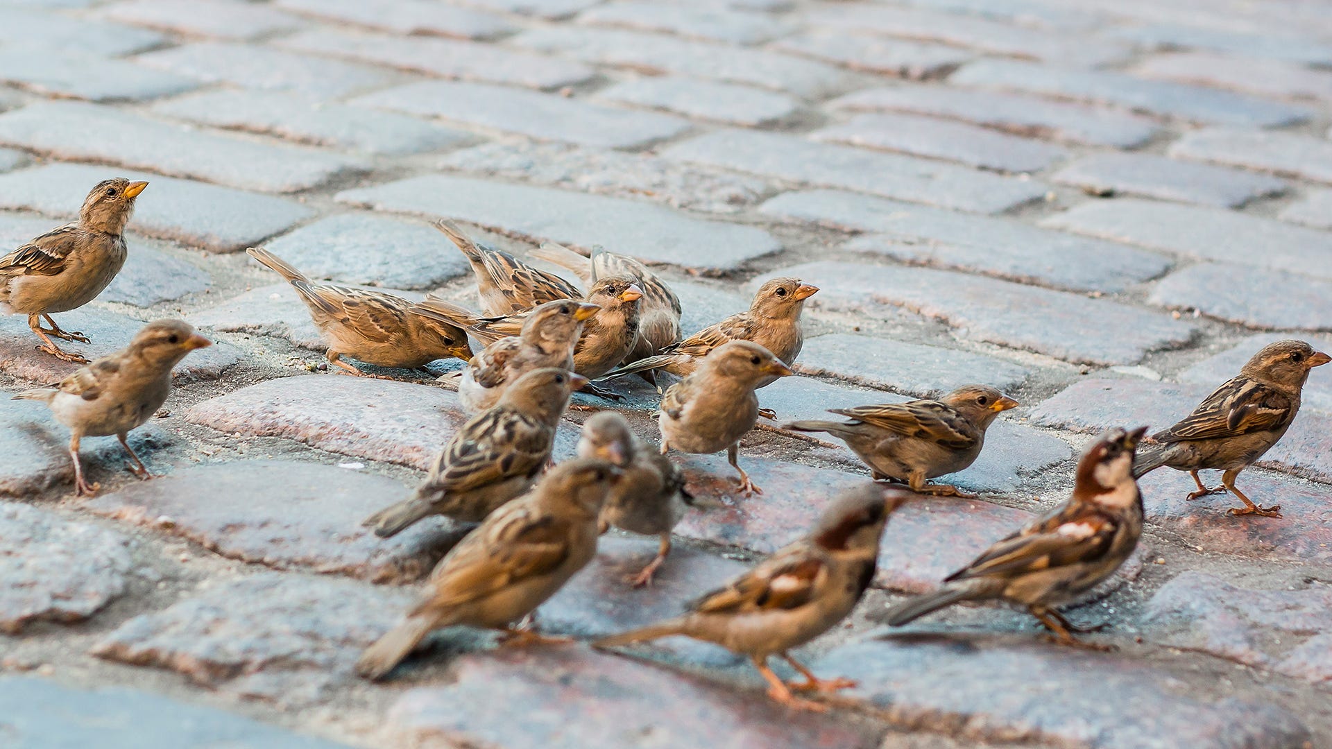 sparrows in the city