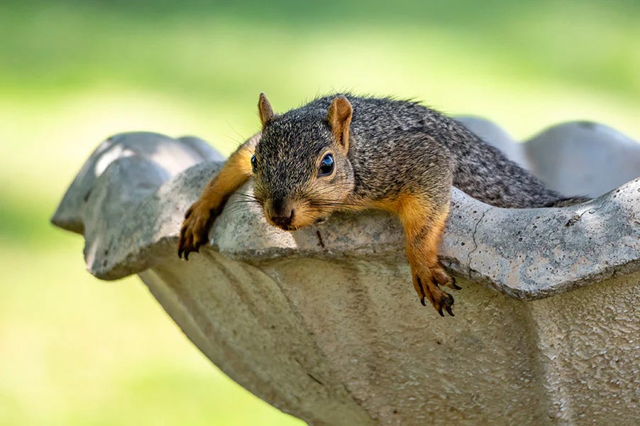 squirrel-bird-bath
