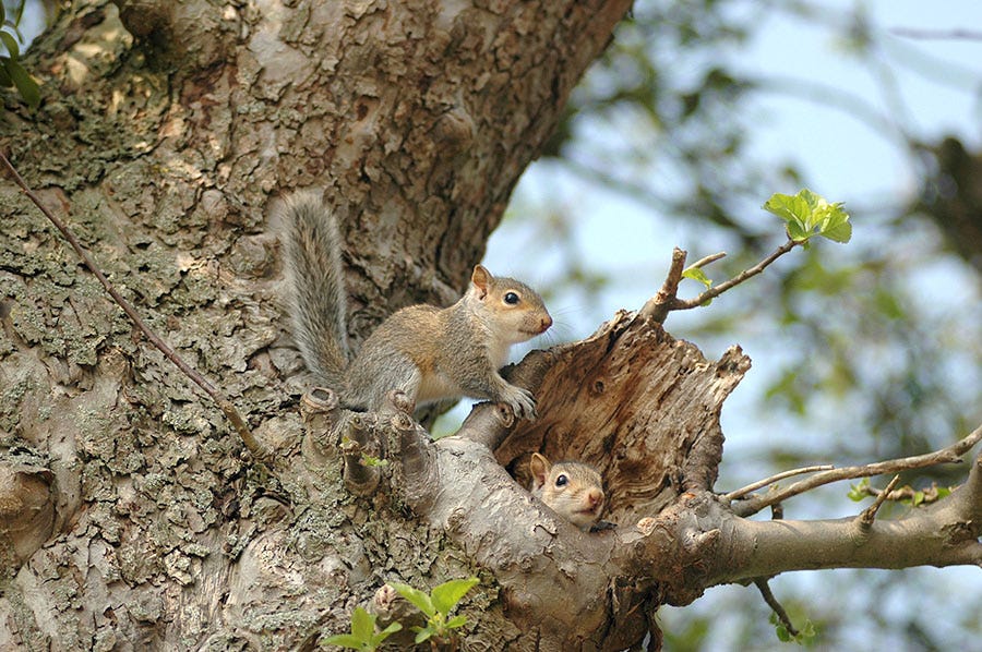 Squirrels will bunk in tree cavities, which provide them with protection from the elements.