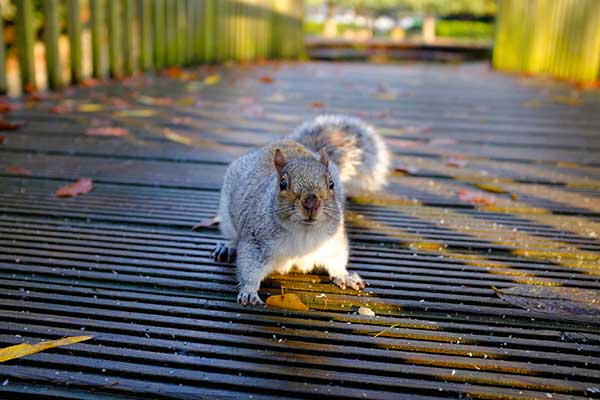 Squirrels have incredibly sensitive noses and will likely find your outdoor seed storage bin.