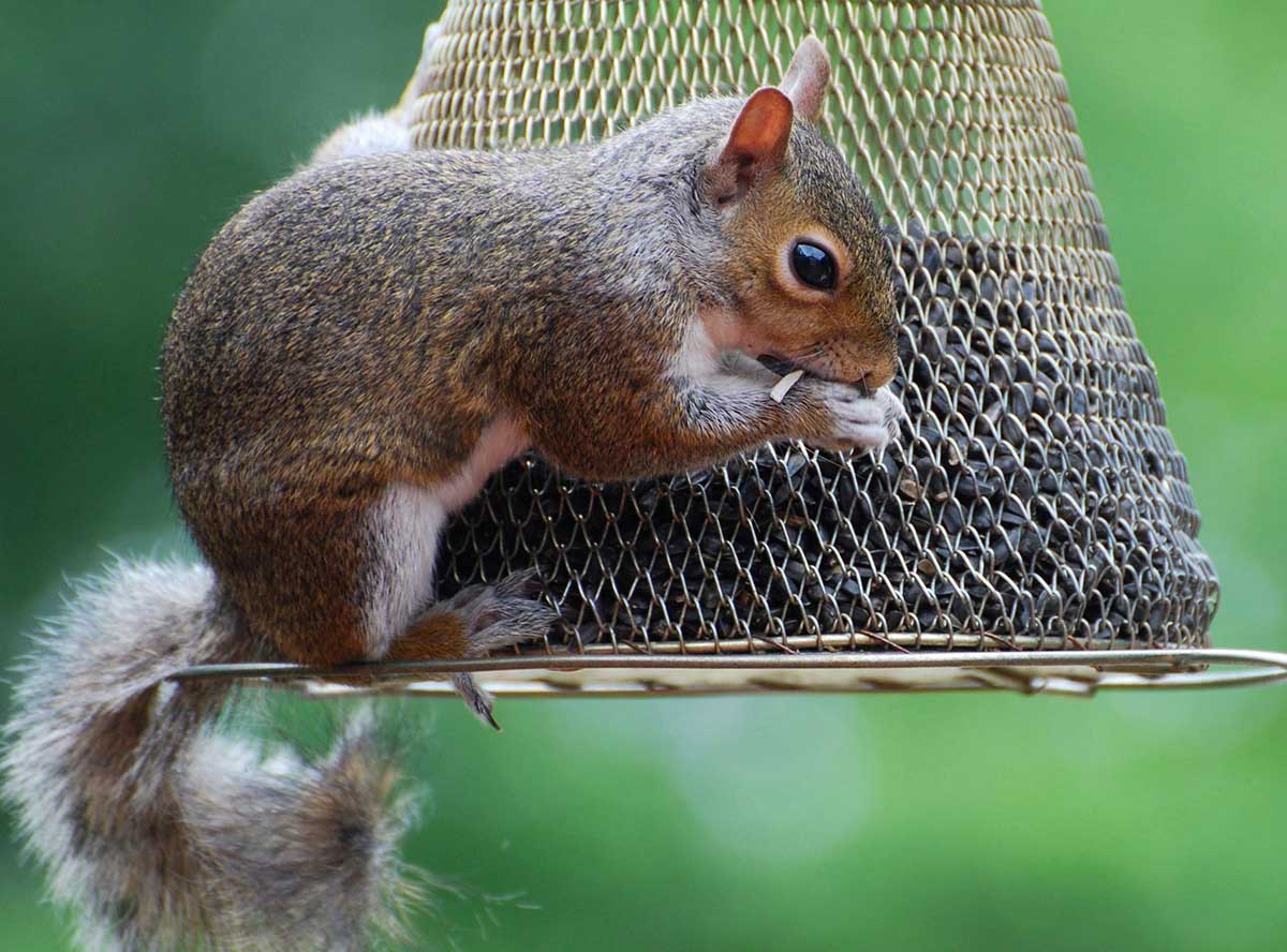 what to feed squirrels