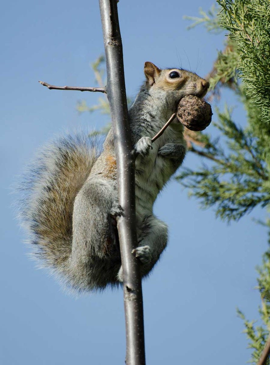 what to feed squirrels nuts