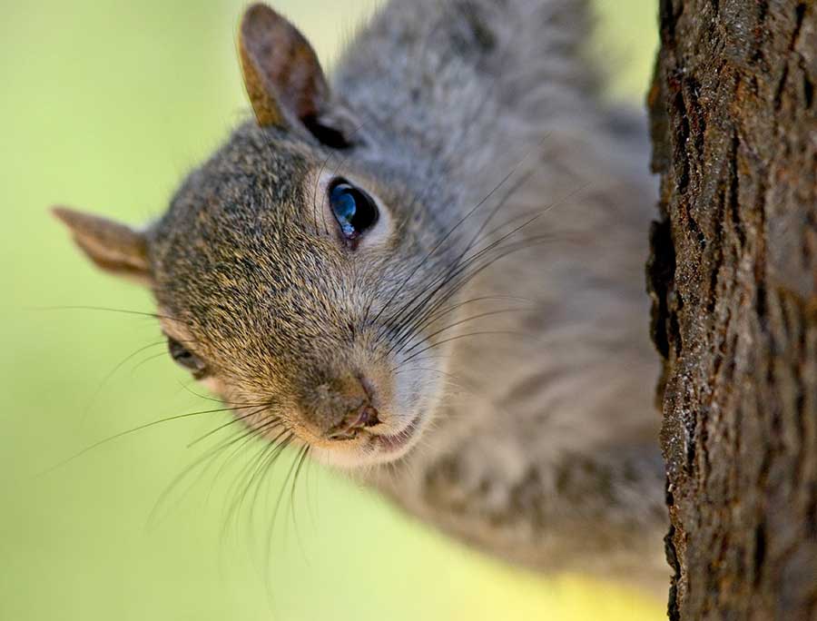 Squirrels will occasionally ransack bird nests in search of eggs to eat.