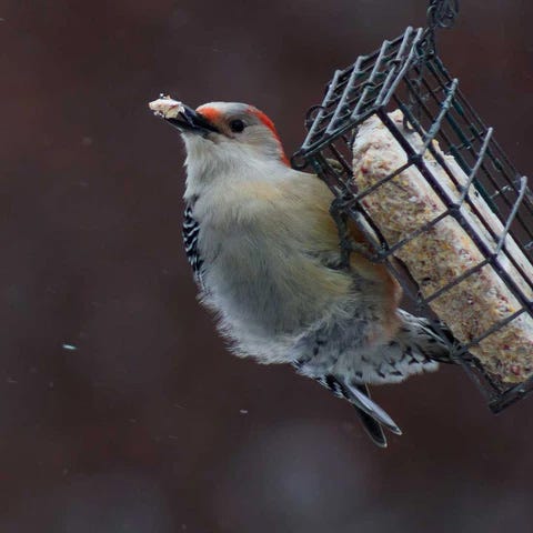 The Best Place to Hang a Suet Feeder