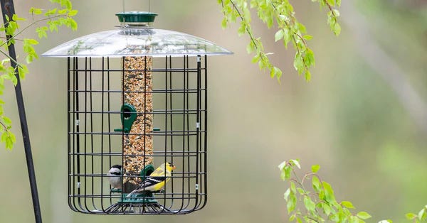 5 Reasons to Use a Caged Bird Feeder