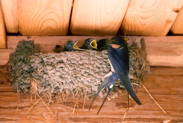 Three bright yellow birds perched on the edge of a birdbath