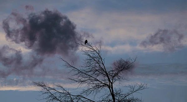 Bird perched high in a tree