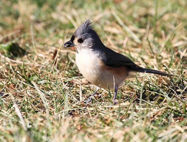Tufted Titmouse eating seed from the ground / Shutterstock