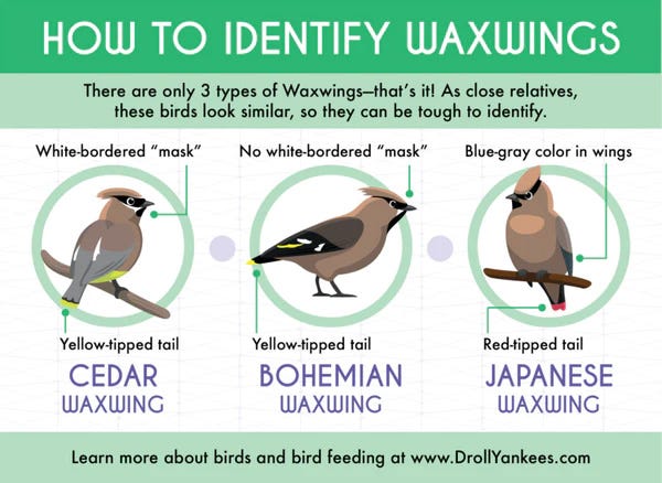 How to identify Waxwings