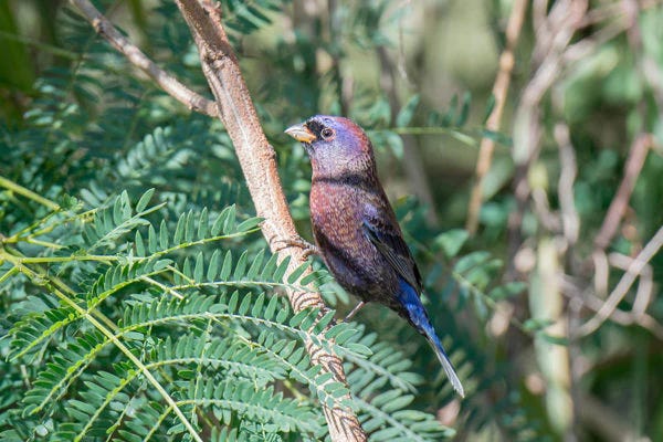 Varied Bunting