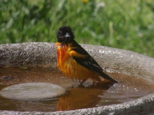 When birds are wet from bathing, they are more vulnerable to predators because they may not be able to fly as skillfully.