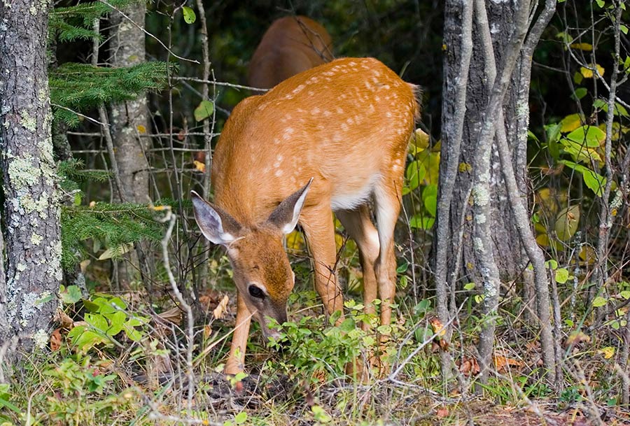 While it isn’t considered everyday behavior, some white-tailed deer have been seen eating bird chicks.