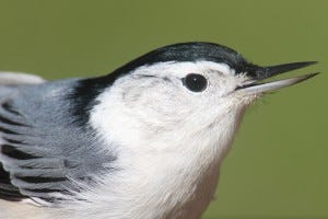 white-breasted nuthatch habitat