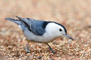 white-breasted nuthatch appearance