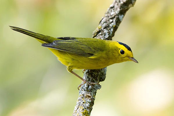 Wilson's Warbler