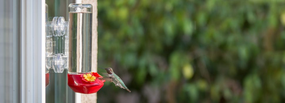 Hummingbird safety should be a top priority. Window feeders actually convince hummers to slow down and investigate.