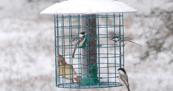 How to Feed Wild Birds Through All the Seasons