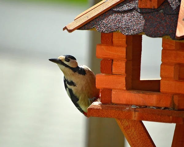 Woodpecker