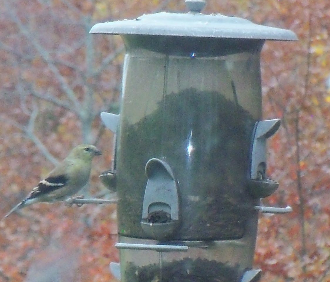 A real photo of More Birds® Abundance Combination Sunflower/Thistle Bird Feeder - 3.5 lb by Catherine (1)