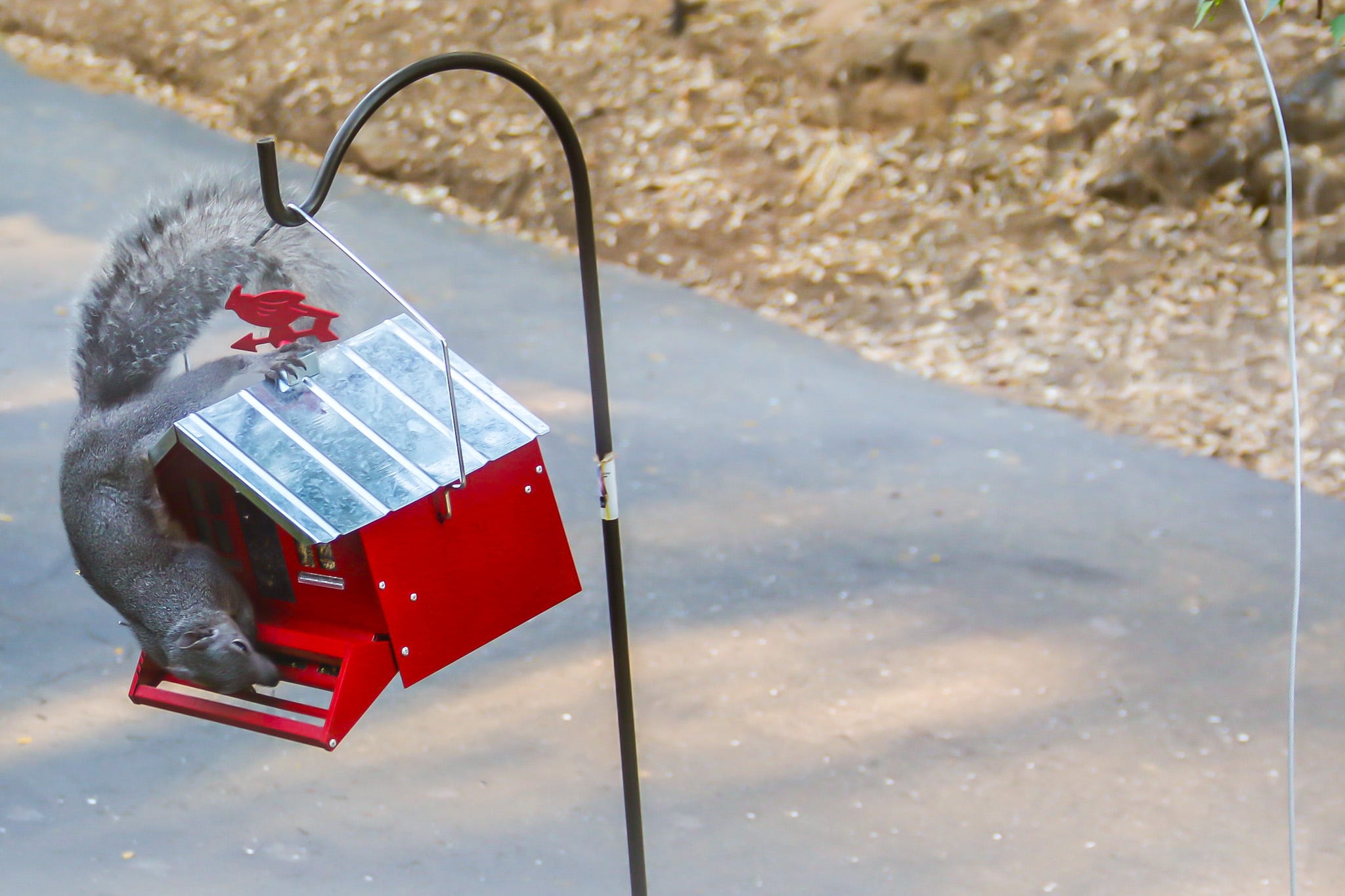 A real photo of  Perky-Pet® Squirrel-Be-Gone II Country House Wild Bird Feeder by DaysBirdPhotos (1)