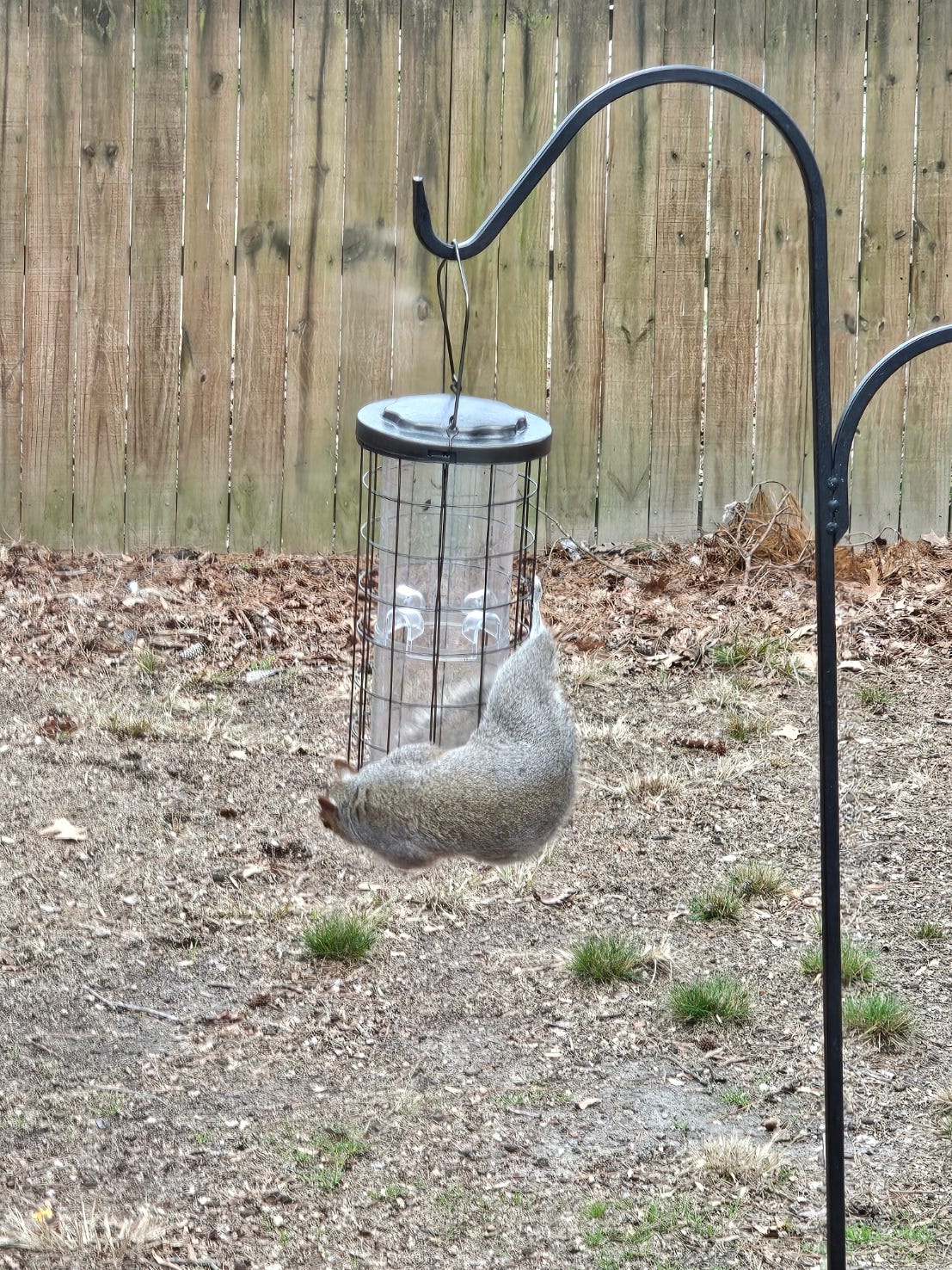 A real photo of  Perky-Pet® Brass Squirrel Stumper® Bird Feeder by Newport News Guy (2)